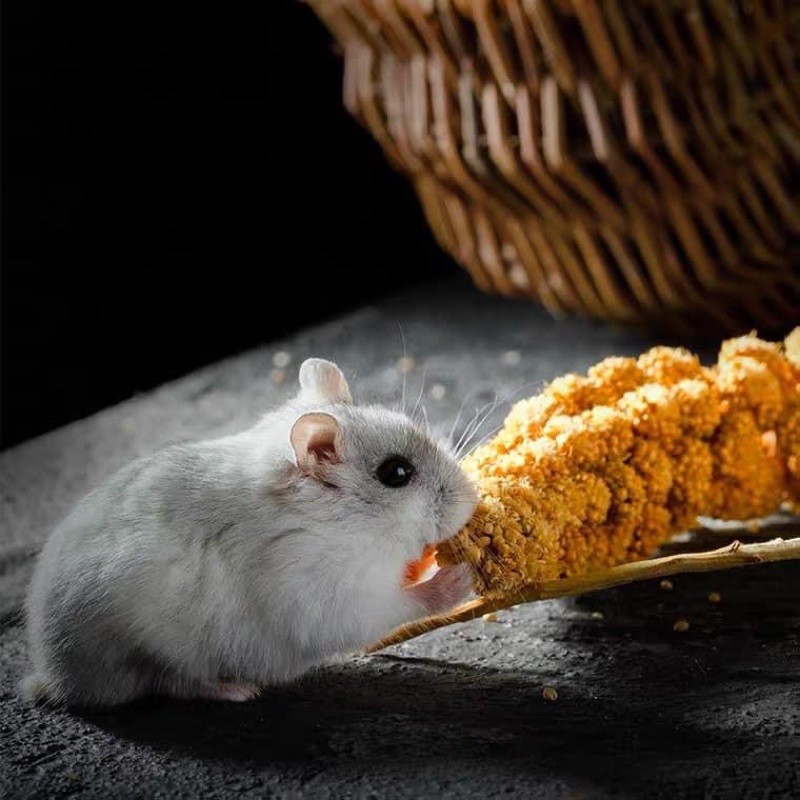 Kê chùm - giúp mượt lông dài lông cho hamster