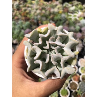 Sen đá cúc trắng size bầu 5cm hư 1 đổi 1