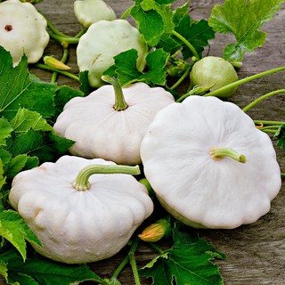 Hạt giống bí đĩa bay trắng- Tặng gói hạt giống ngẫu nhiên