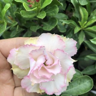 CÂY SỨ THÁI (hoa đẹp, nhiều loại)