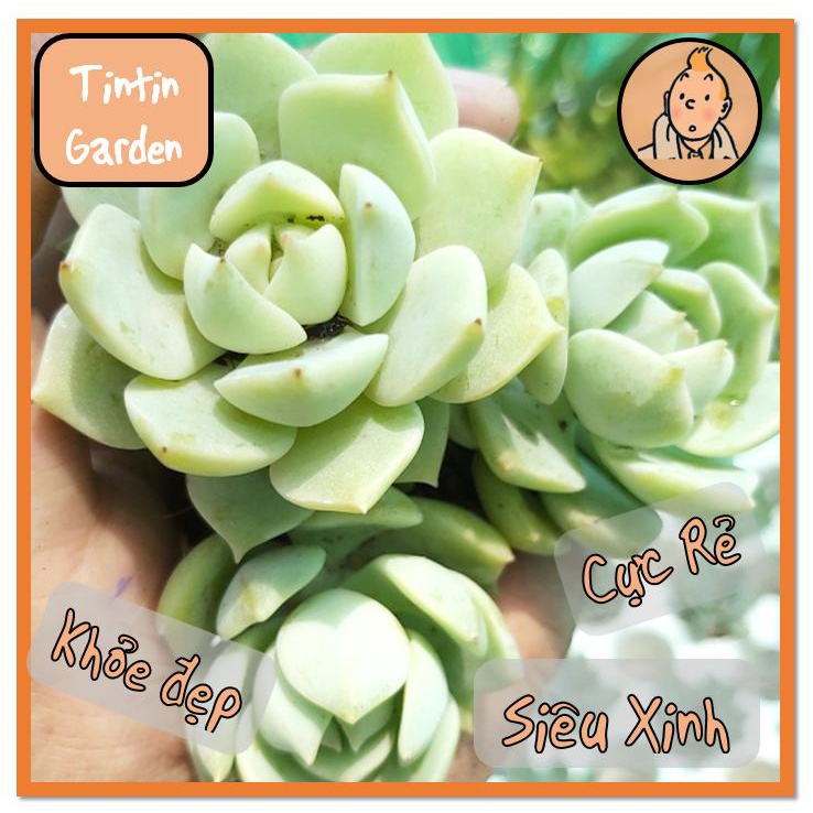 Sen đá Hoa hồng trắng size bé 6 - 8 cm, xuất xứ Đà Lạt, khoẻ đẹp - Vườn Nhà Tintin