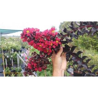 CÂY GIỐNG TƯỜNG VY HUYẾT LONG