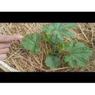 Hạt giống Mướp đắng
