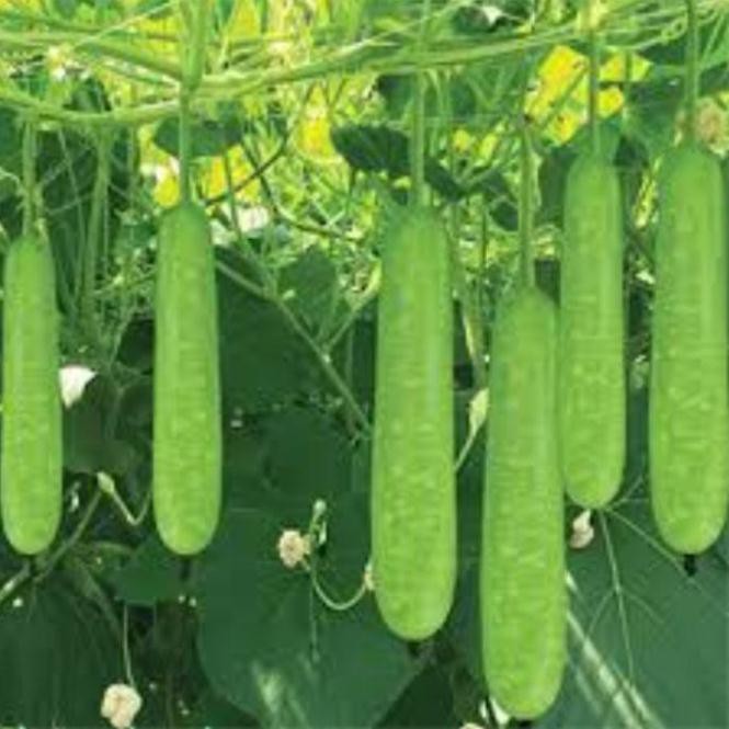 gói 10 hạt giống bầu xanh baby TẶNG KÈM PHÂN VÀ KÍCH MẦM