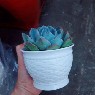 Chậu Mini Trồng Sen Đá Xương Rồng Bằng Nhựa 10x8cm