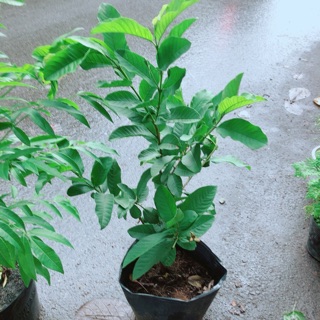 Cây Ổi Cho Sai Quả