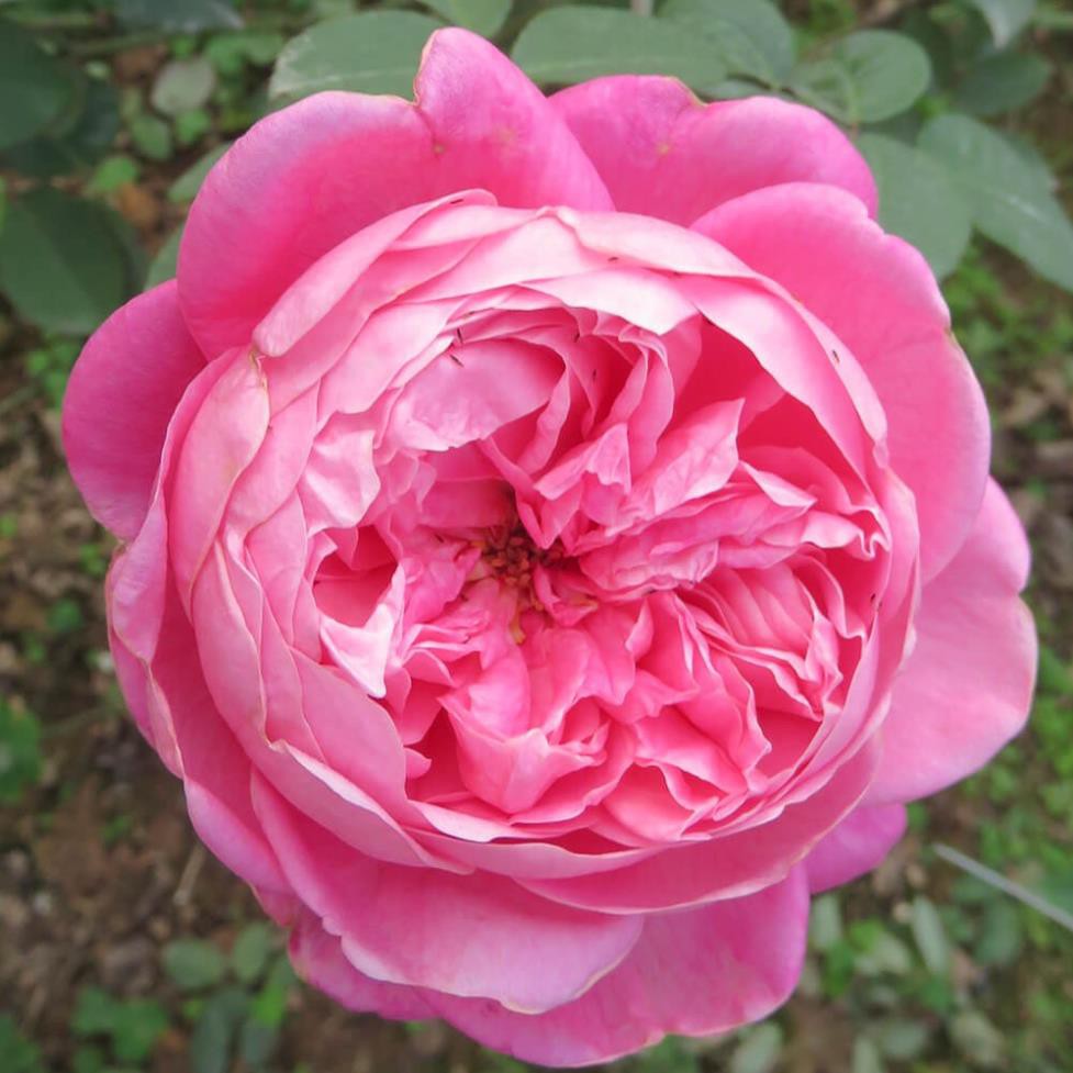 COMBO 3 BẦU CÂY GIỐNG Hoa hồng cổ Sapa