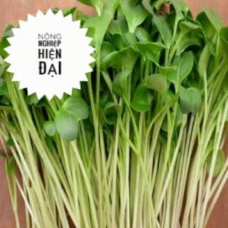 Hạt Giống Rau Mầm Củ Cải Trắng