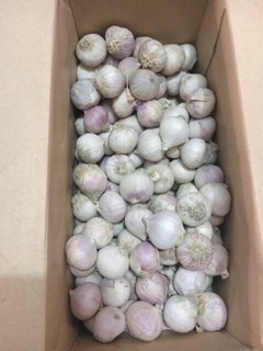 1kg Tỏi cô đơn