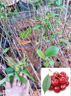 Cây giống cherry mỹ