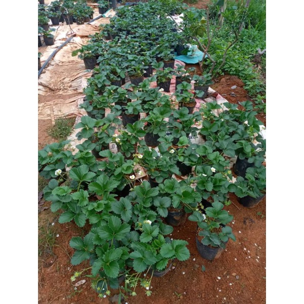 Chậu Dâu Hana Ổn Định - Cây đang phát triển tốt có hoa và trái như hình