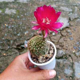 XƯƠNG RỒNG LOBI