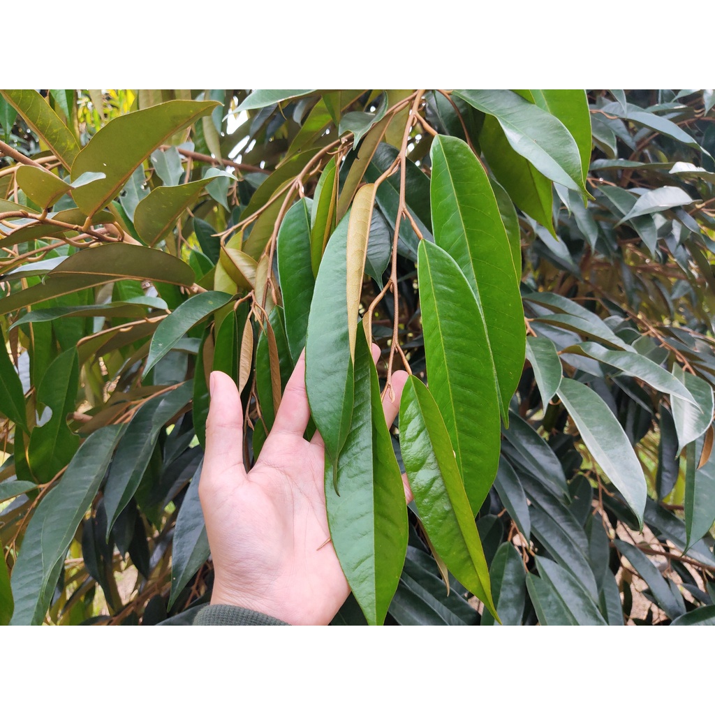Phân Đậu Nành – Đạm Hữu Cơ Thủy Phân Từ Đậu Nành Chuyên dưỡng trái, giúp trái căng tròn, bộ rễ khỏe, lá to, dày