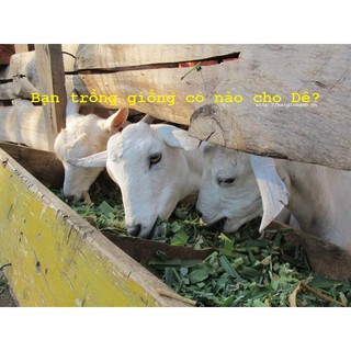 Hạt giống cỏ Mulato 2 gói 100g