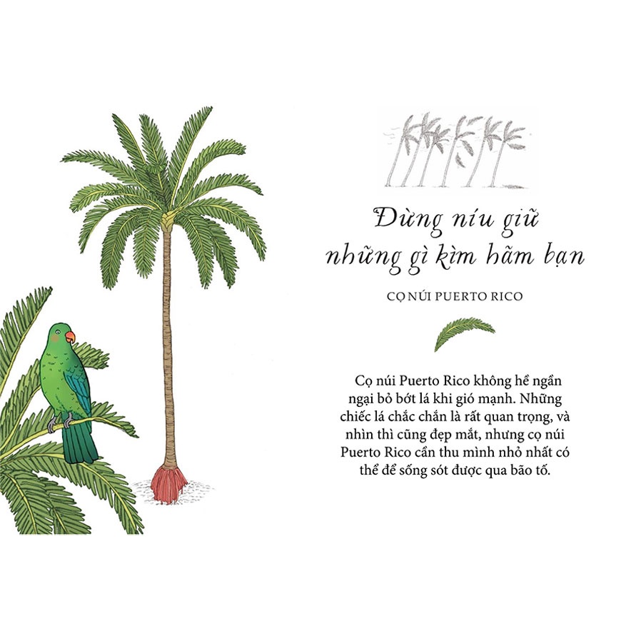 Sách - Sống như những cái cây