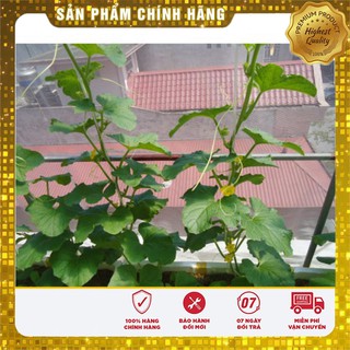 Hạt Giống Cây Dưa Lưới Vàng oval(lõi vàng)