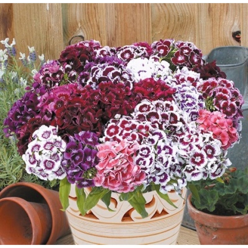 Hạt Giống Hoa Cẩm Chướng Chùm Đơn Mix | SL: 100 HẠT