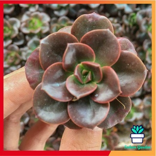 Freeship | Sen Đá Nhật Nguyệt size mini