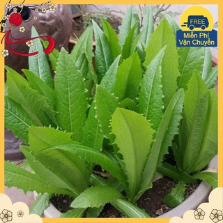 Hạt Giống Rau Diếp Thơm