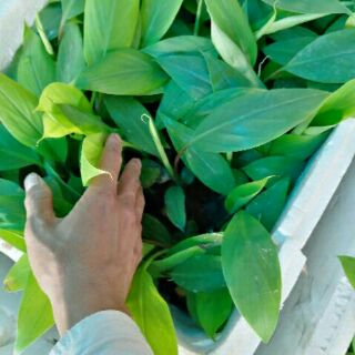 COMBO 3 CÂY CHUỐI ĐỎ đakca