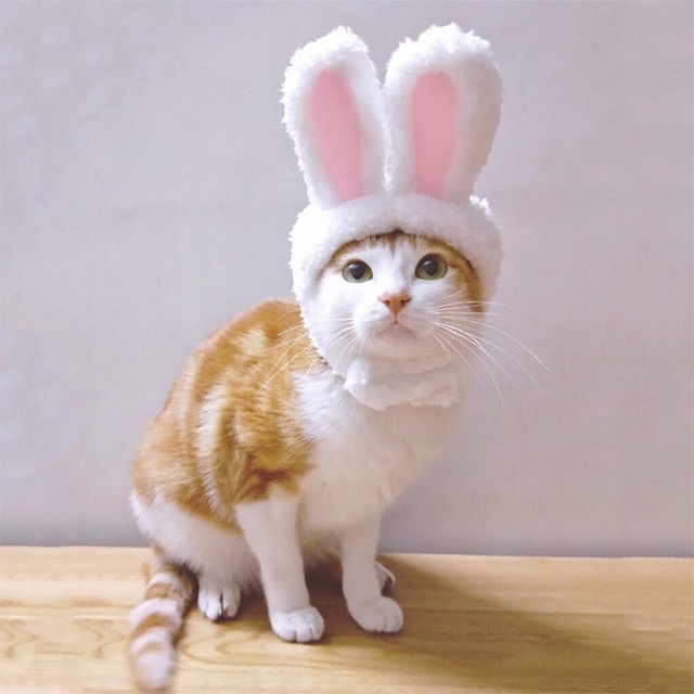 Mũ cho thú cưng tai thỏ đáng yêu nhiều màu sắc  Nón cho chó mèo - Titipets