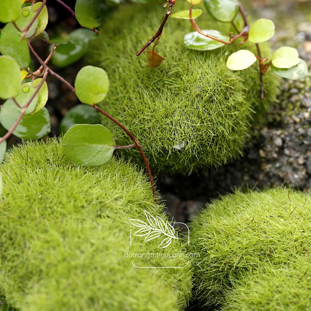 Khối rêu cỏ mịn - rêu trang trí, phụ kiện trang trí
