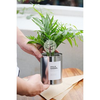 Cây cau tiểu trâm trồng trong chậu Alumi cao - Giá rẻ nhất shopee - Cây cảnh rẻ đẹp