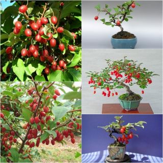 Cây giống nhót Mỹ siêu ngọt