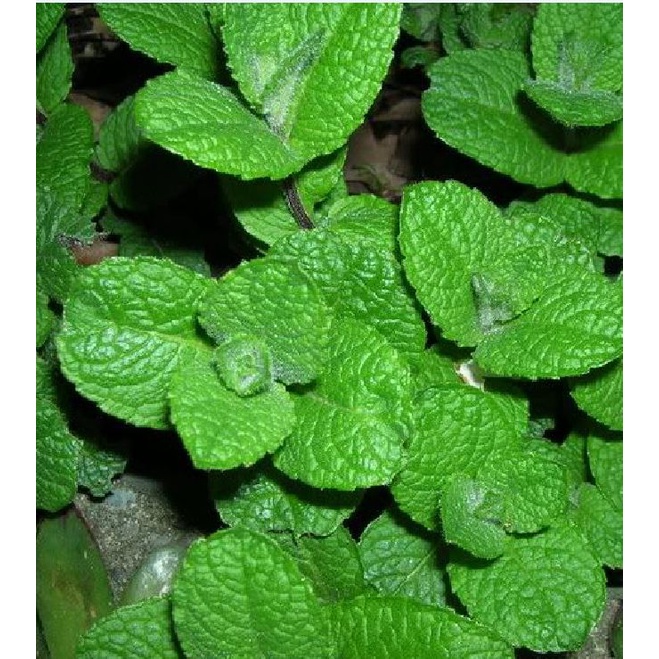 Hạt Giống Bạc Hà Mint  - Gói 100 Hạt KNS24