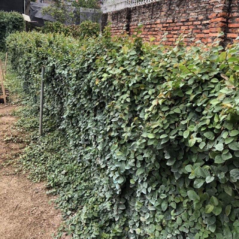 Bầu cây vảy ốc( thằn lằn)