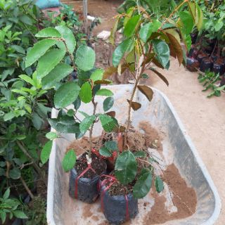 Combo 5 cây giống vú sữa