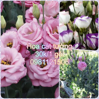 Hạt giống hoa cát tường. Combo 2 gói tặng 2 viên nén ươm hạt và kích mầm.