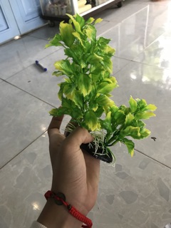 Rong Giả 20cm - Trang Trí Bể Cá