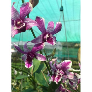 Dendro nắng tia chớp chuồn