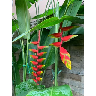 Cây Chuối Tràng Pháo (Chuối Mỏ Phượng)