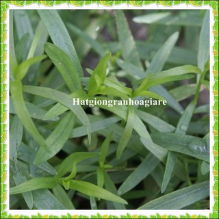 Hạt giống cây ngải Giấm - Tarragon Tặng Kèm Kích Mầm