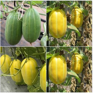 20 Hạt Giống Dưa Lê Hàn Quốc siêu ngọt (Kèm kích thích hạt nảy mầm)