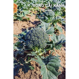 Hạt giống bông cải xanh/súp lơ xanh gói 0.1gr