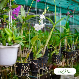 Chậu trồng lan Đen phi Đường kính 16cm cao cấp