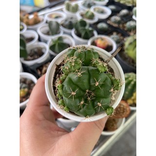 XƯƠNG RỒNG  DAMSI CỔ