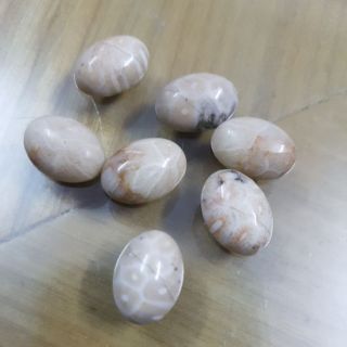 Mặt đá san hô hóa thạch (fossil)
