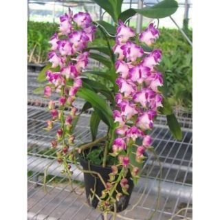Giáng hương cửu bảo tiên trưởng thành sắp hoa