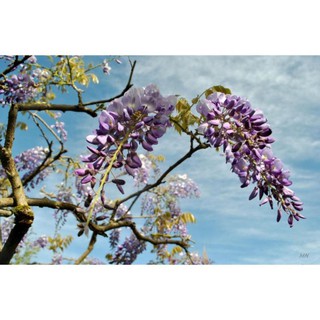 CÂY GIỐNG HOA TỬ ĐẰNG THÂN GỖ