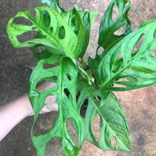 Trầu bà lá lỗ
