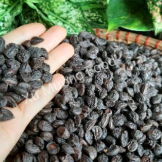 (1kg) Hạt Dổi Nếp Rừng xịn
