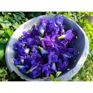 Hoa Đậu Biếc Tươi 10 Bông