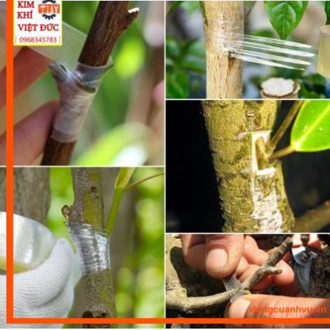 Băng dính ghép cây tự dính,tự hủy giúp bảo vệ mối ghép, băng ghép cây chuyên nghiệp