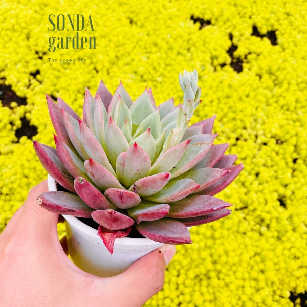 Sen đá mận tím SONDA GARDEN size trung bình 10cm, cây cảnh trang trí nhà cửa, lỗi 1 đổi 1