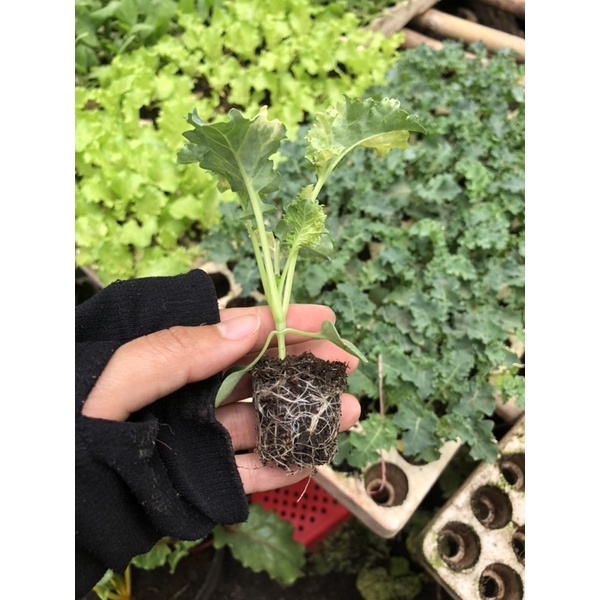 cây giống cải kale (blue kale)