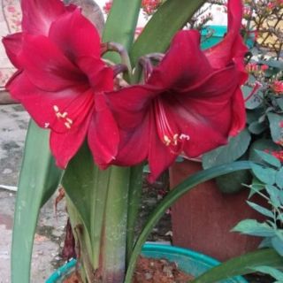 Củ Lan Huệ màu đỏ và cam